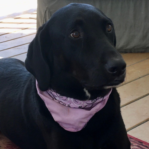 Chris Davis - Auburn Legend